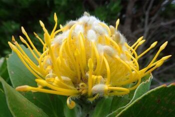 Green tree pincushion, Betty\'s Bay