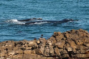 Humpback whales at Hermanus